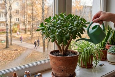 Толстянка "пуляет" листьями даже в ноябре: 1 правило — и денежное дерево не сбросит ни листочка